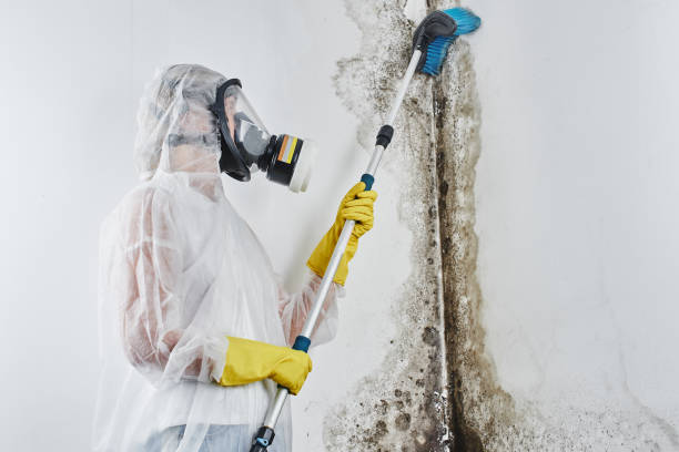 Best Certified Mold Removal  in Marana, AZ